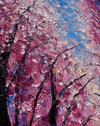 AVIORART Look Up Wall Art Canvas